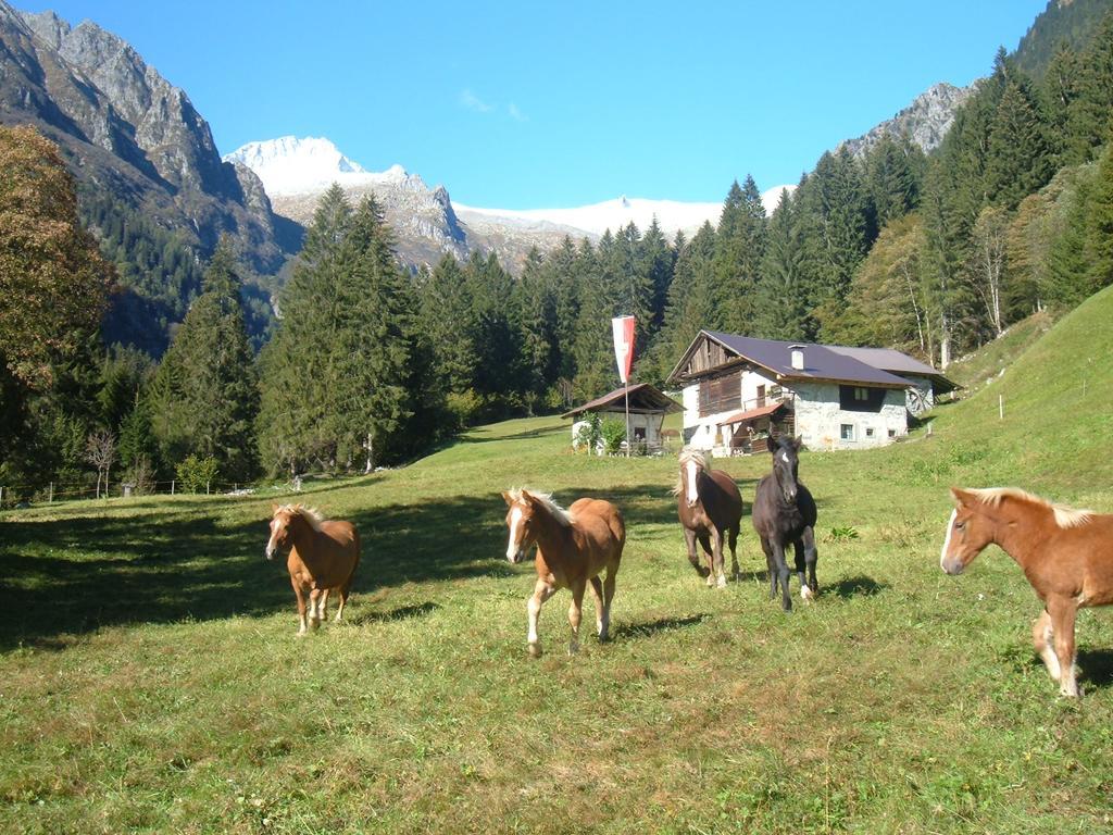 Agriturismo Maso Grisun Borzago 外观 照片